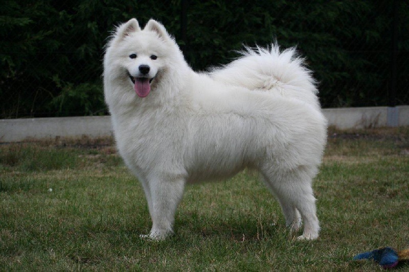 CH. Charming white imani du Domaine de Merlin